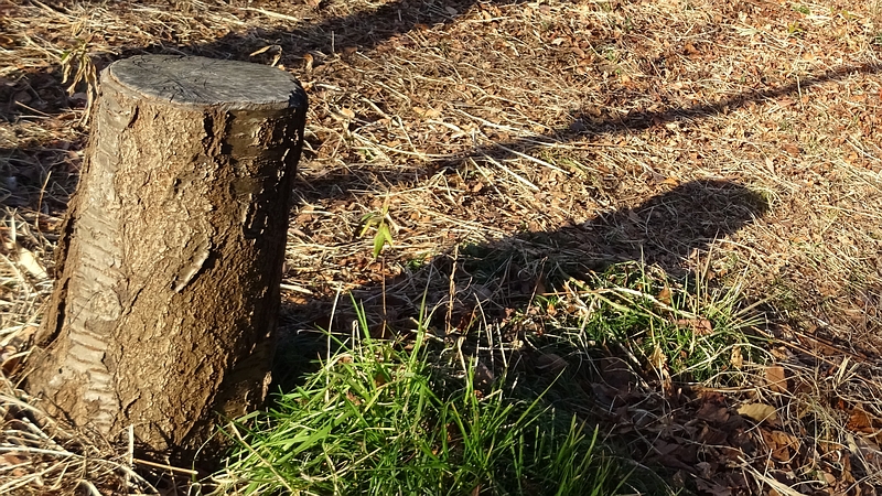 オオシマザクラの切株 川崎市幸区さいわいふるさと公園