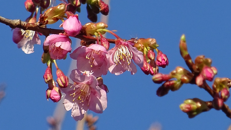 カワヅザクラの花 川崎市幸区さいわいふるさと公園
