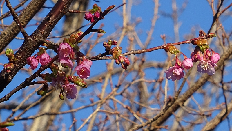 カワヅザクラの花 川崎市幸区さいわいふるさと公園