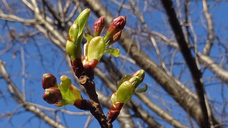 カワヅザクラの蕾 川崎市幸区さいわいふるさと公園