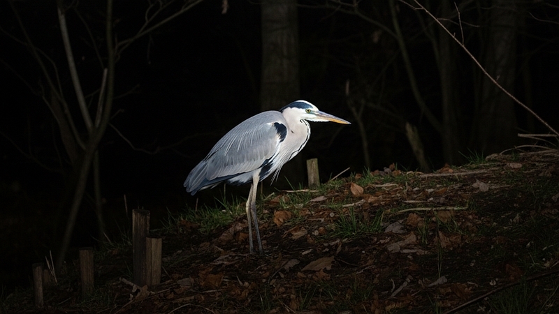 アオサギ 川崎市幸区さいわいふるさと公園