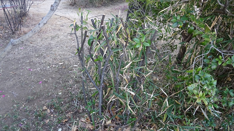 カラタチの除伐 川崎市幸区さいわいふるさと公園