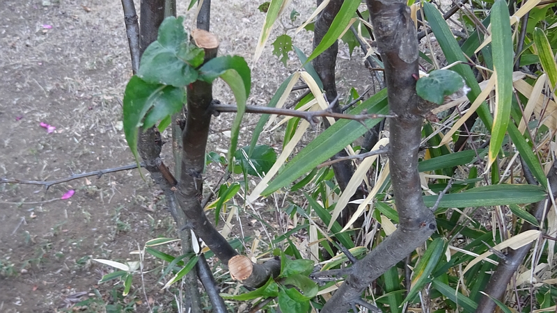 カラタチの除伐 川崎市幸区さいわいふるさと公園