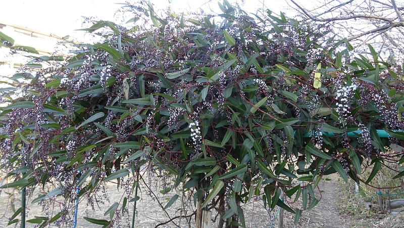 ヒトツバマメの花 川崎市幸区さいわいふるさと公園