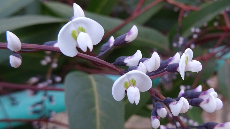 ヒトツバマメの花 川崎市幸区さいわいふるさと公園