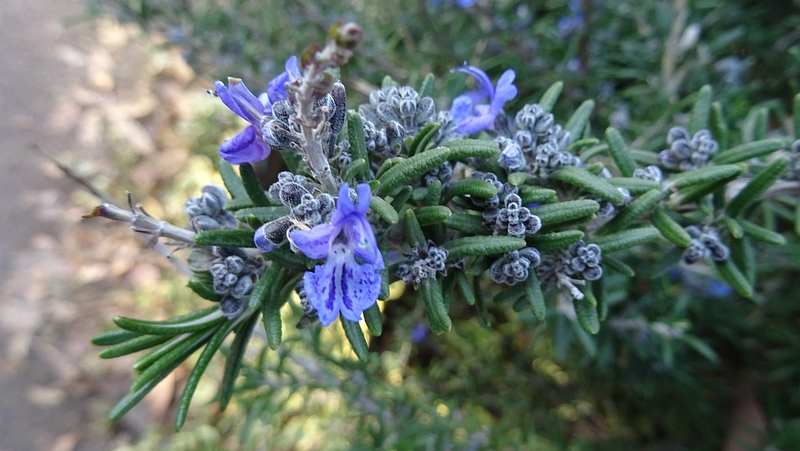 ローズマリーの花 川崎市幸区さいわいふるさと公園