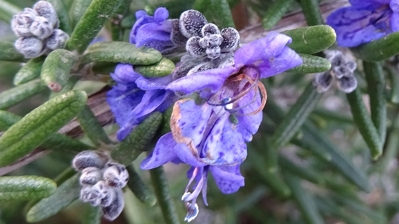 ローズマリーの花 川崎市幸区さいわいふるさと公園