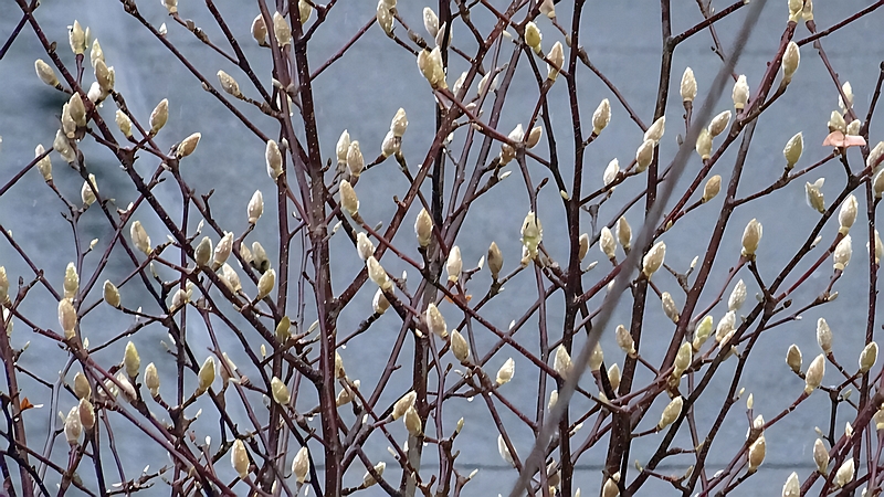 ハクモクレンの冬芽 横浜市旭区今宿南町