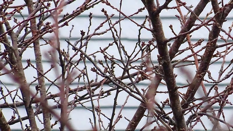 ソメイヨシノの冬芽 横浜市旭区今宿南町