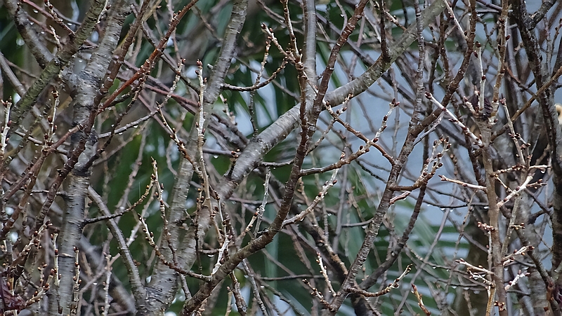 カラミザクラの冬芽 横浜市旭区今宿南町