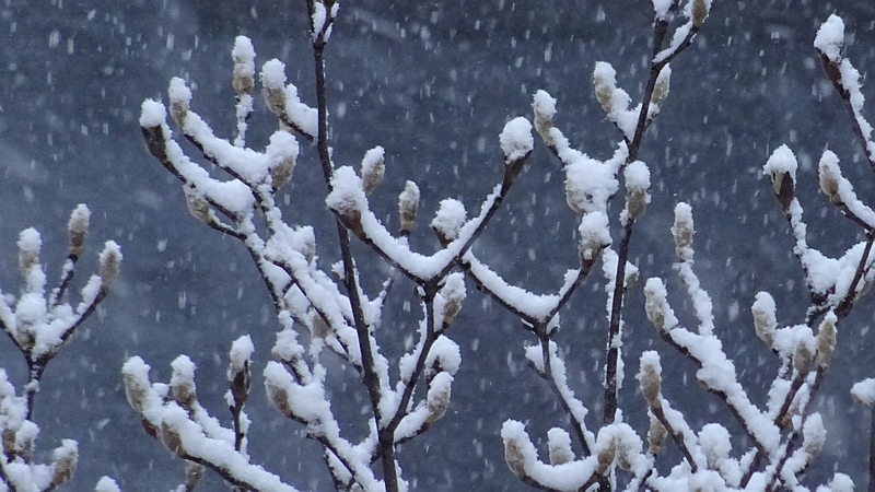 ハクモクレン 横浜市旭区今宿南町