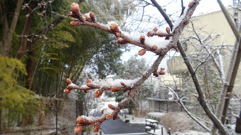 カンヒザクラの冬芽 横浜市旭区今宿南町帷子川緑道
