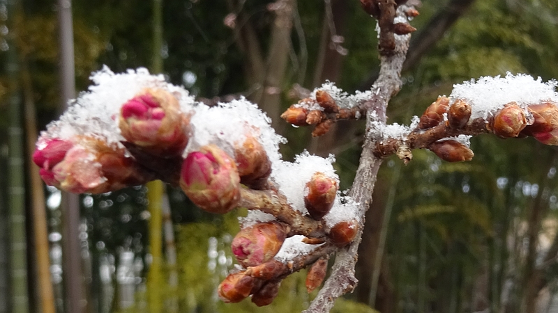 カンヒザクラの冬芽 横浜市旭区今宿南町帷子川緑道