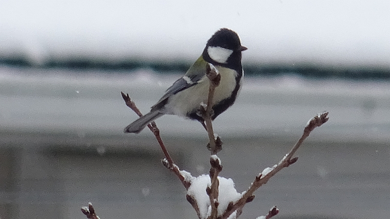 シジュウカラ 横浜市旭区今宿南町