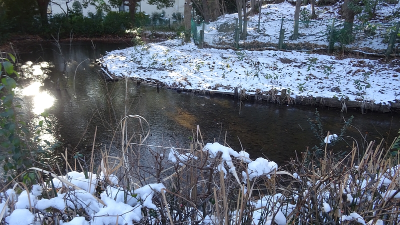 氷の張るビオトープ 川崎市幸区さいわいふるさと公園