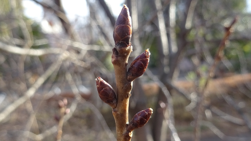 オオシマザクラの冬芽 川崎市幸区さいわいふるさと公園