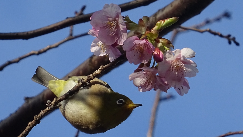 カワヅザクラのメジロ 川崎市幸区さいわいふるさと公園