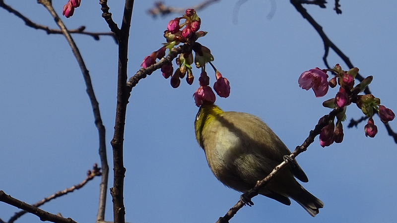 カワヅザクラのメジロ 川崎市幸区さいわいふるさと公園
