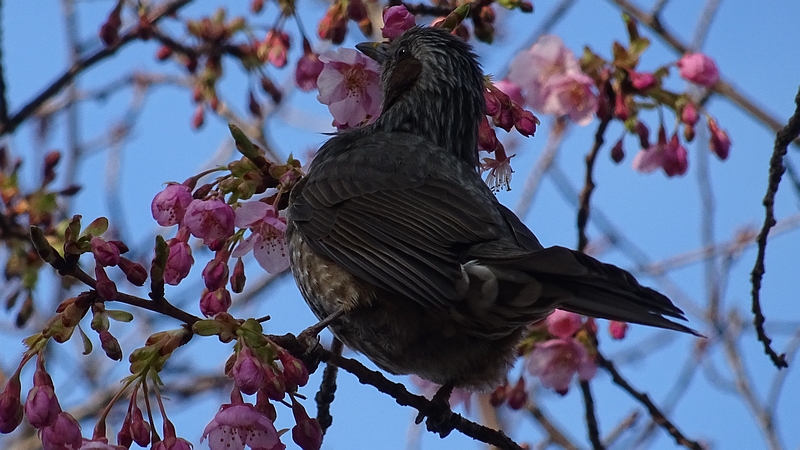 カワヅザクラのヒヨドリ 川崎市幸区さいわいふるさと公園