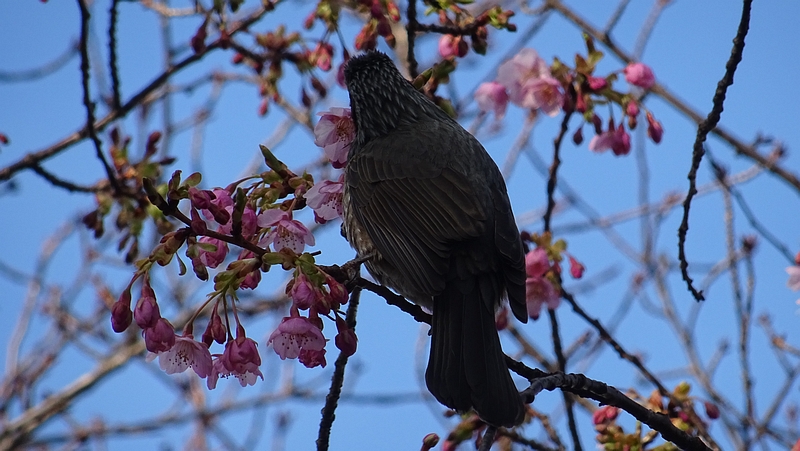 カワヅザクラのヒヨドリ 川崎市幸区さいわいふるさと公園