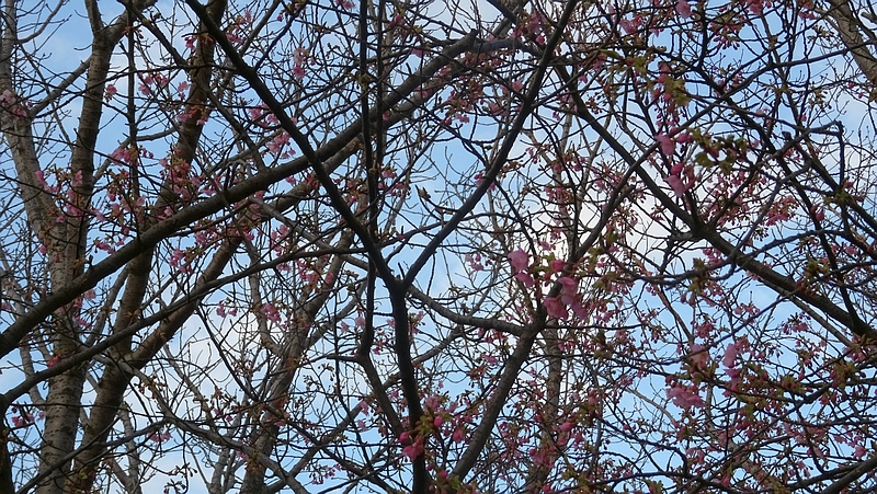 カワヅザクラの花 川崎市幸区さいわいふるさと公園