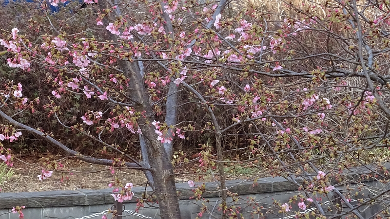 カワヅザクラの花 川崎市幸区さいわいふるさと公園