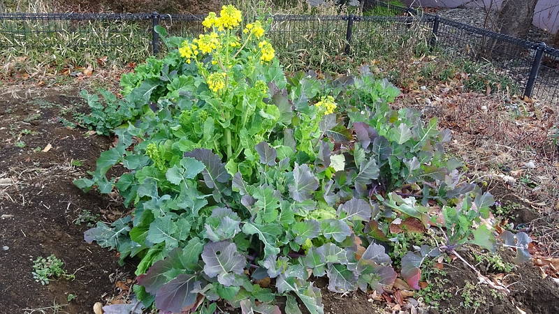 のらぼう菜の花 川崎市幸区さいわいふるさと公園