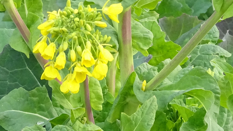のらぼう菜の花 川崎市幸区さいわいふるさと公園