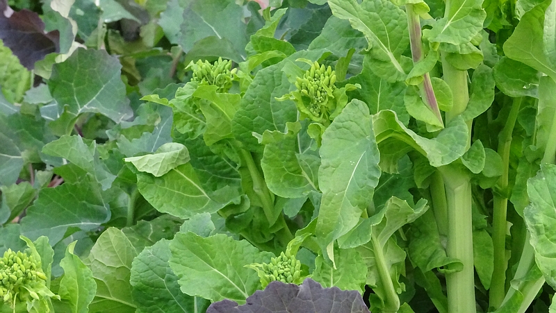 のらぼう菜の蕾 川崎市幸区さいわいふるさと公園