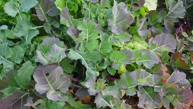 のらぼう菜 川崎市幸区さいわいふるさと公園