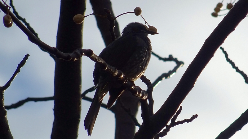 センダンのヒヨドリ 川崎市幸区さいわいふるさと公園