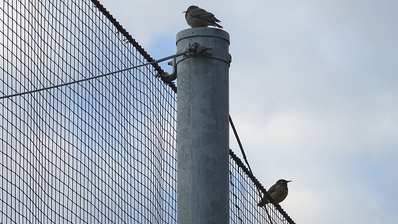 ムクドリ 川崎市幸区さいわいふるさと公園