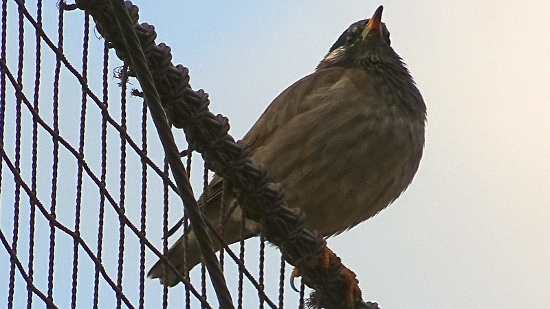 ムクドリ♀ 川崎市幸区さいわいふるさと公園