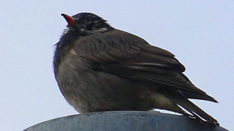 ムクドリ♂ 川崎市幸区さいわいふるさと公園