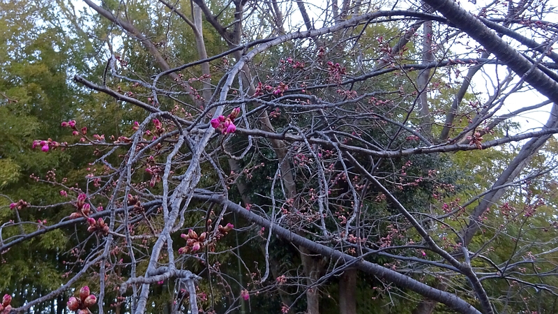 カンヒザクラの蕾 横浜市旭区今宿南町帷子川緑道