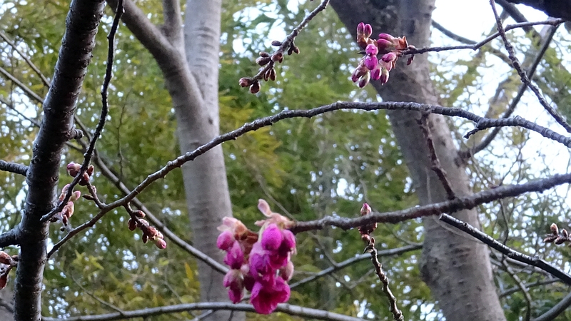 カンヒザクラの花 横浜市旭区今宿南町帷子川緑道