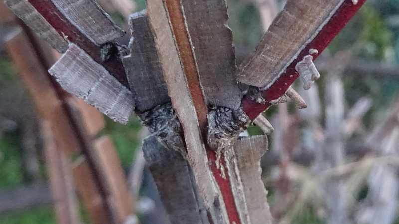 ニシキギ 横浜市旭区今宿南町帷子川緑道
