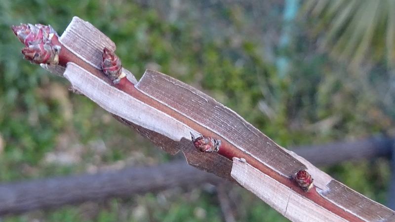 ニシキギの冬芽 横浜市旭区今宿南町帷子川緑道