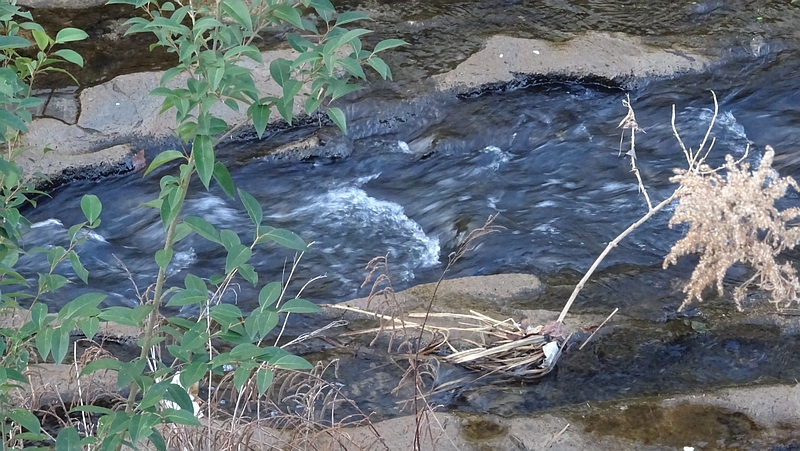 帷子川 横浜市旭区今宿南町