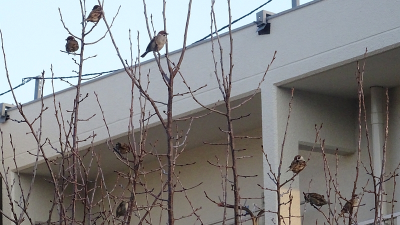 カンザンのスズメ 横浜市旭区今宿南町
