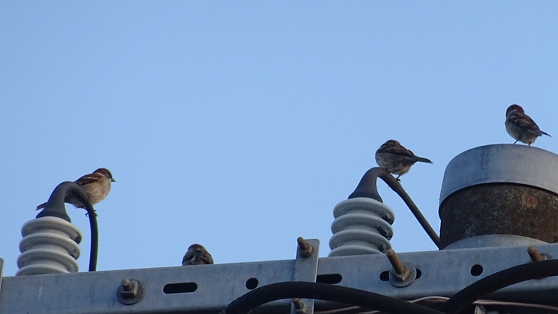 電柱のスズメ 横浜市旭区今宿南町