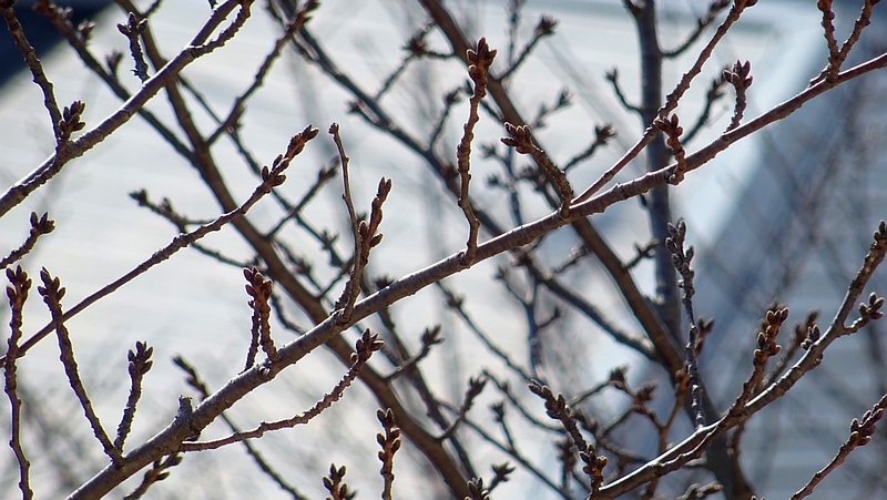 ソメイヨシノの冬芽 横浜市旭区今宿南町