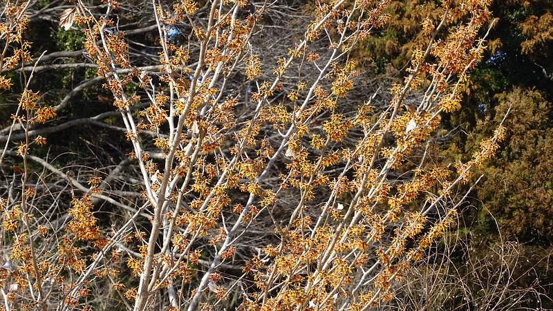 シナマンサクの花 横浜市旭区矢指町矢指市民の森