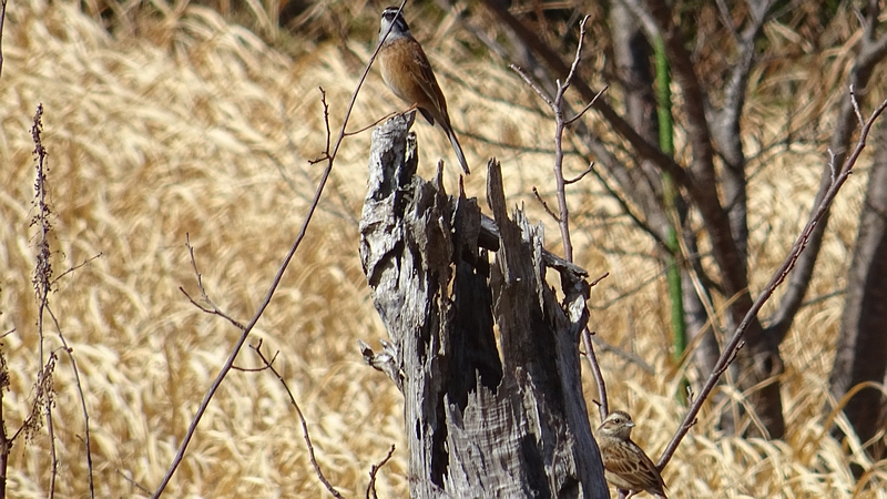 ホオジロのつがい 横浜市旭区矢指町追分市民の森
