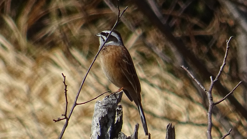 ホオジロ♂ 横浜市旭区矢指町追分市民の森
