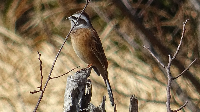 ホオジロ♂ 横浜市旭区矢指町追分市民の森