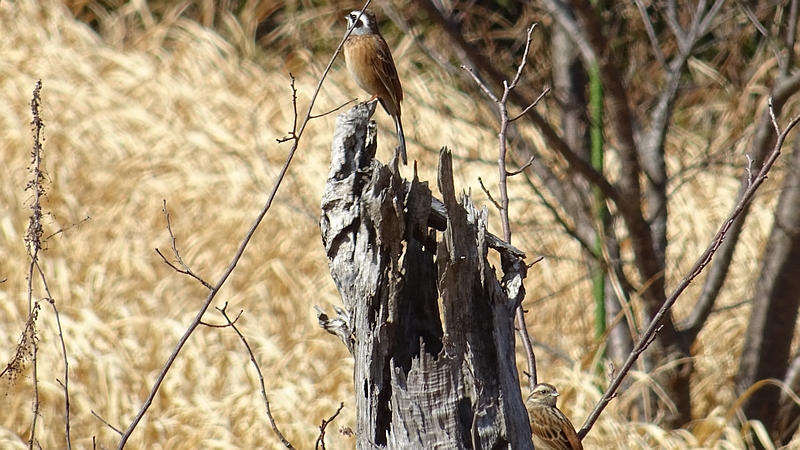 ホオジロのつがい 横浜市旭区矢指町追分市民の森