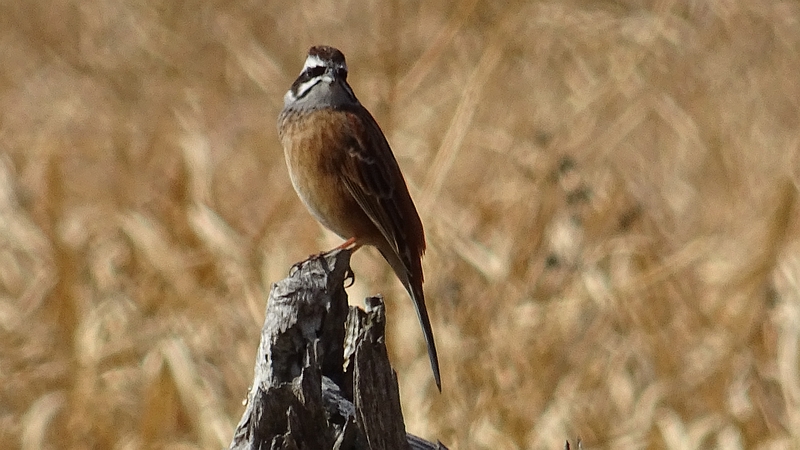 ホオジロ♂ 横浜市旭区矢指町追分市民の森