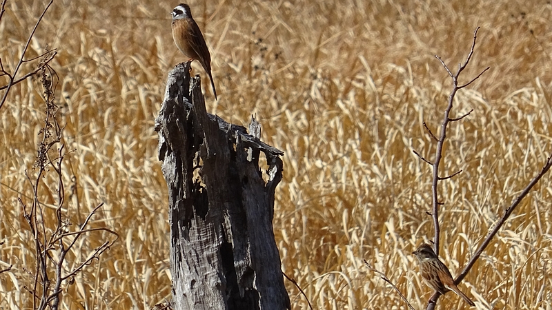 ホオジロ♂ 横浜市旭区矢指町追分市民の森