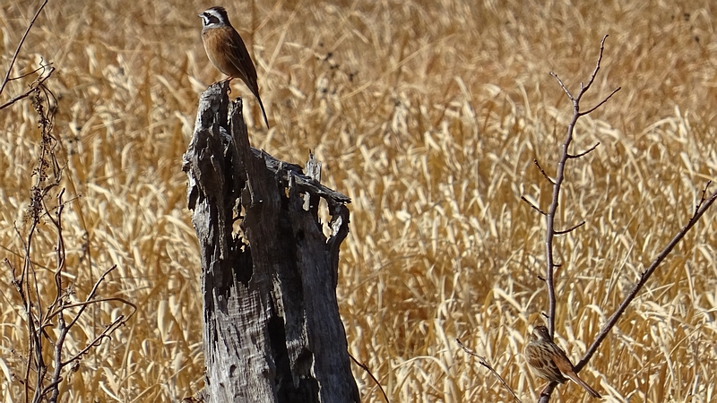 ホオジロ♂ 横浜市旭区矢指町追分市民の森